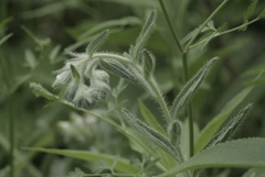 Lithospermum bejariense