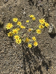 Eriophyllum ambiguum