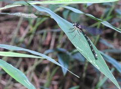 Sinosticta ogatai