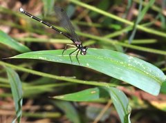 Sinosticta ogatai