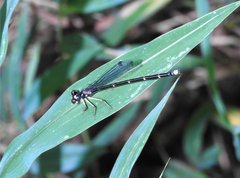 Sinosticta ogatai