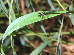 Sinosticta ogatai