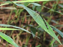 Sinosticta ogatai