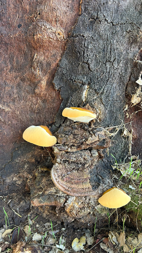 Ganoderma resinaceum