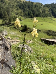 Aconitum lycoctonum, photograph (c) Katrin Simon, some rights reserved (CC BY)