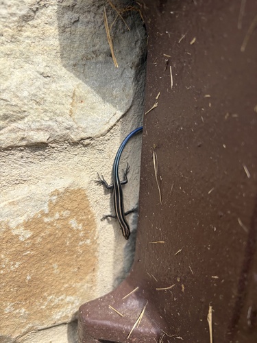 Common Five-lined Skink observed by kwagner22