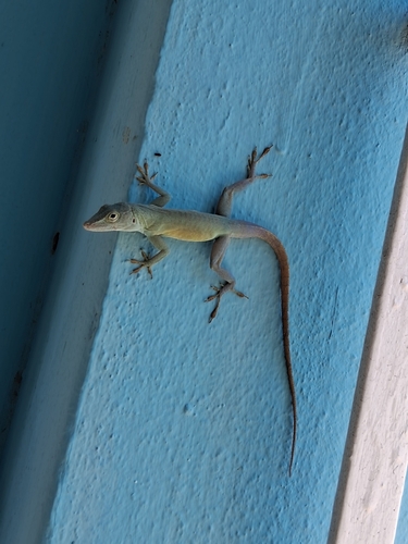Graham's Anole