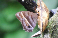 Taygetis asterie