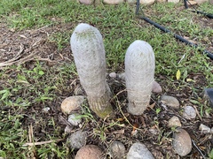 Espostoa