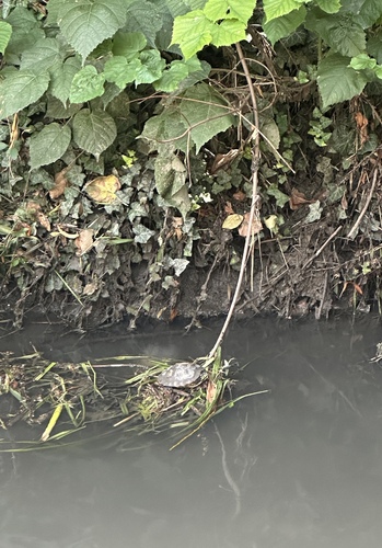 Pond Slider