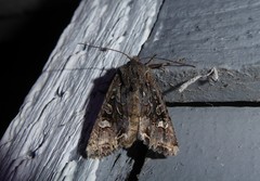 Ichneutica insignis