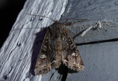Ichneutica insignis