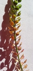 Lepidium bonariense