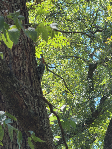 Red-bellied Woodpecker observed by hufflepuff13