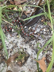 Cemophora coccinea copei