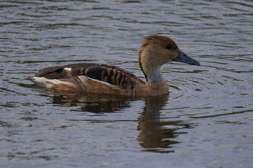 iNaturalist image