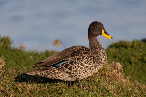 iNaturalist image