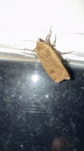 Large Yellow Underwing