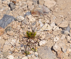 Nemacladus morefieldii