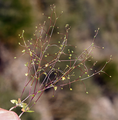 Nemacladus morefieldii