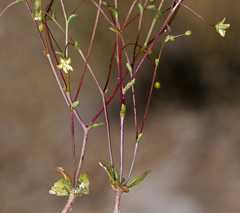 Nemacladus morefieldii
