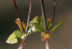 Nemacladus morefieldii