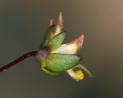 Nemacladus morefieldii