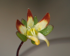 Nemacladus morefieldii