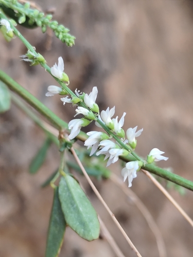 White Sweetclover