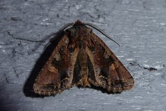 Ichneutica skelloni