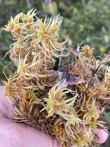 Sphagnum subfulvum observed 2026-08-15
