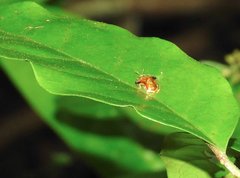 Aspidimorpha furcata