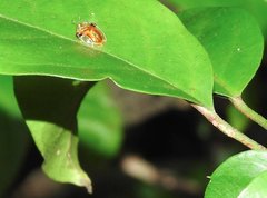 Aspidimorpha furcata