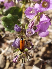 Eupompha schwarzi