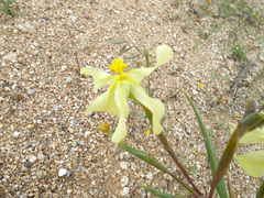 Moraea schlechteri