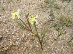 Moraea schlechteri