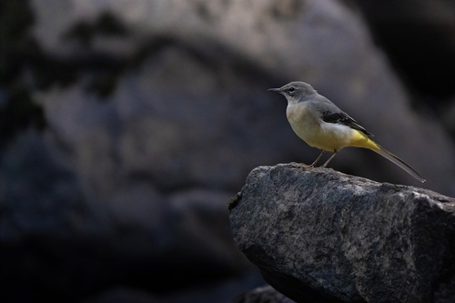 Grey Wagtail
