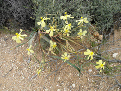 Moraea schlechteri