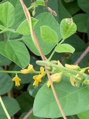 Rhynchosia minima