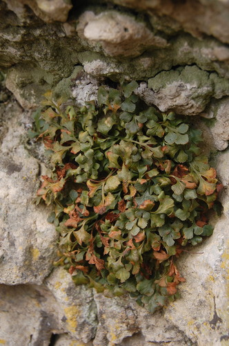 Asplenium ruta-muraria iNat (1)