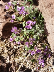 Phacelia pulchella gooddingii