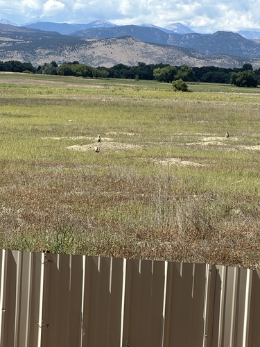 Black-tailed Prairie Dog observed by aiva