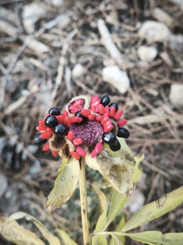 Paeonia broteri