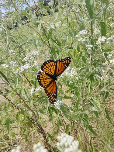 Viceroy