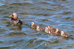 Tachyeres brachypterus