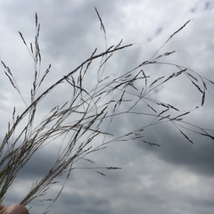 Agrostis elliottiana