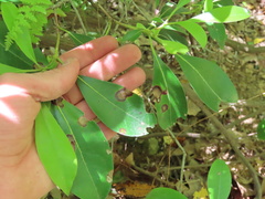 Diaporthe kalmiae