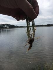 Agrostis elliottiana