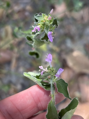 Dicliptera brachiata, photograph 5