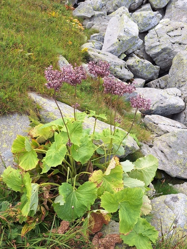 Adenostyles alliariae, photograph 4